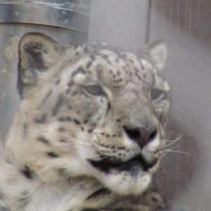 Snow Leopard