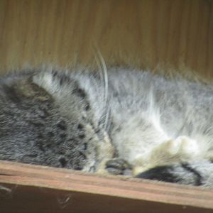 Pallas Cat