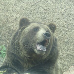 Grizzly Bear