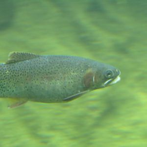 Green Cutthroat Trout