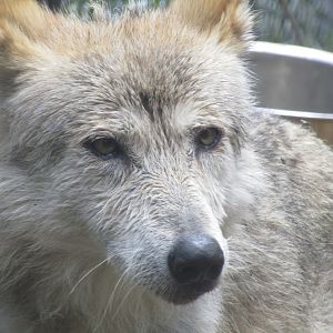 Mexican Gray Wolf