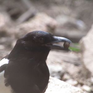 Black Billed Magpie (Wild)