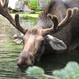 North American Moose