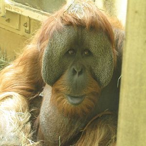 Bornean Orangutan