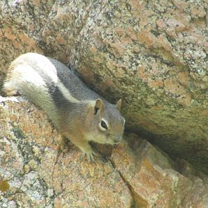 Golden Mantled Ground Squirrel (Wild)