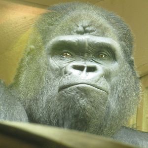Western Lowland Gorilla