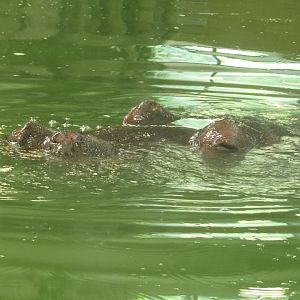 River Hippo