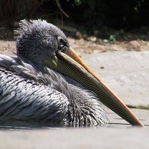 Pink Backed Pelican
