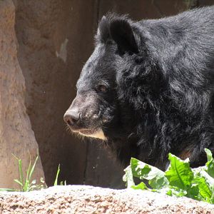 Asiatic Black Bear