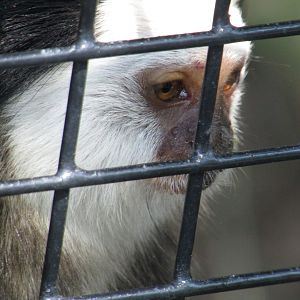 White Headed Marmoset