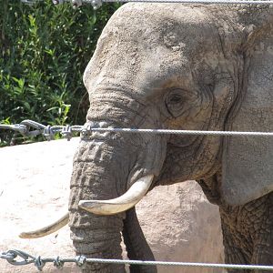 African Bush Elephant