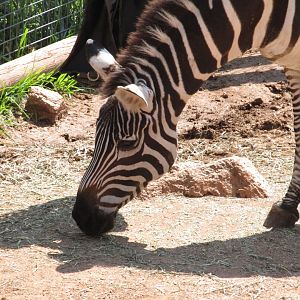 Plains Zebra