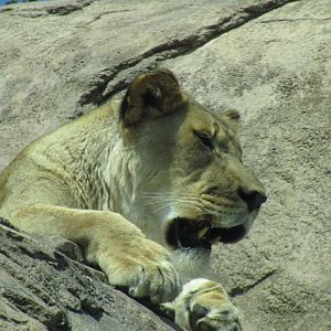 African Lion