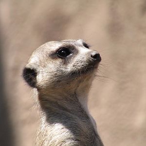 Meerkat