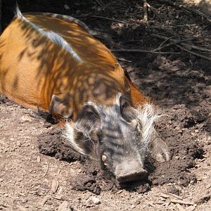 Red River Hog