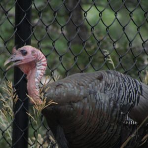 Wild Turkey (Wild)
