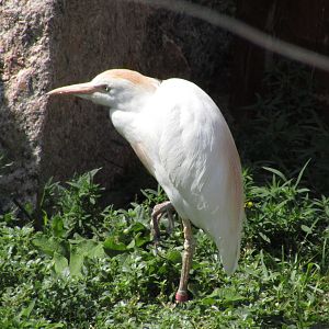 Cattle Egret