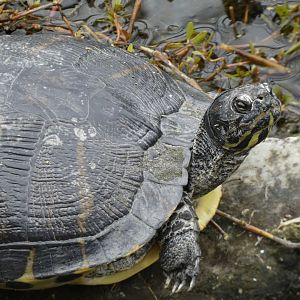 Turtle in entrance pond