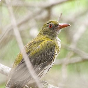 Olive-backed Oriole
