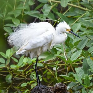 Little Egret