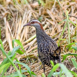 Buff-banded Rail