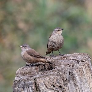 Brown Treecreepers (juvenile on left)