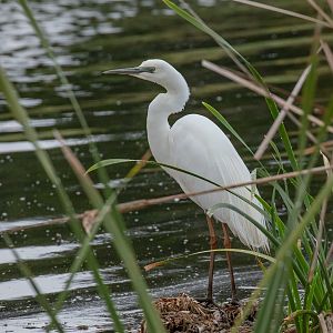 Great Egret
