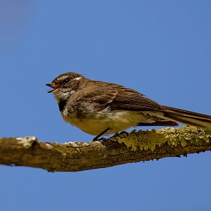 Grey Fantail