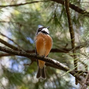 Rufous Whistler