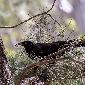 White-winged Chough