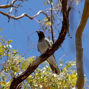 Black-faced Cuckoo-shrike