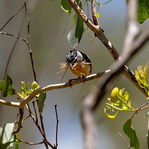 Spotted Pardalote male carrying nesting material