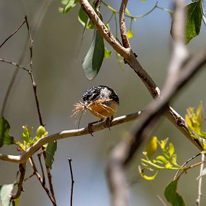 Spotted Pardalote male carrying nesting material