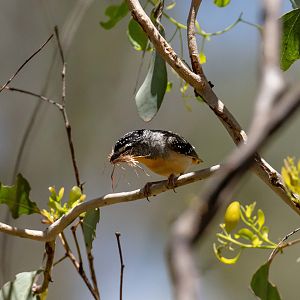 Spotted Pardalote male carrying nesting material