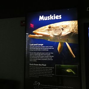 Muskies signage