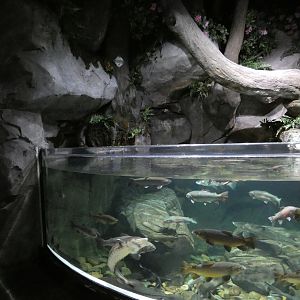 Freshwater fish tank