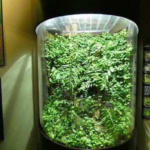 Frog and Toad terrarium