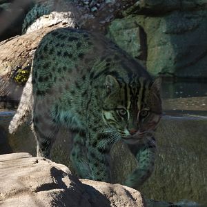 Fishing Cat at the Greensboro Science Center