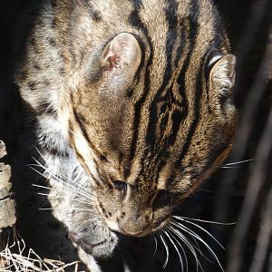 Fishing Cat at the Greensboro Science Center