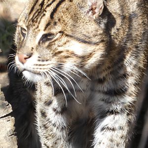 Fishing Cat at the Greensboro Science Center