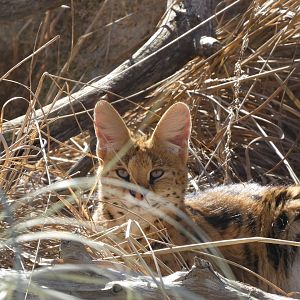 Serval at the Greensboro Science Center