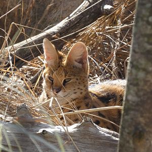 Serval at the Greensboro Science Center