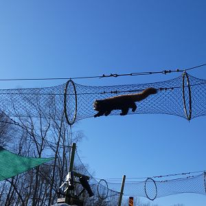 Red Panda at the Greensboro Science Center