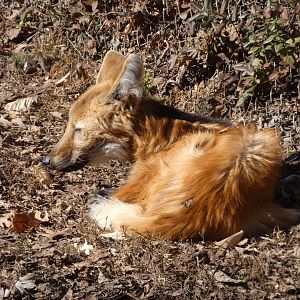 Maned Wolf at the Greensboro Science Center