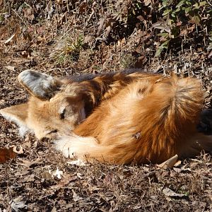 Maned Wolf at the Greensboro Science Center