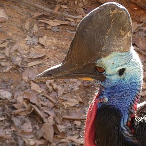 Southern Cassowary at the Greensboro Science Center