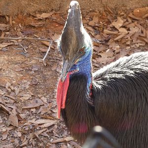 Southern Cassowary at the Greensboro Science Center