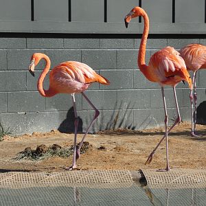Caribbean Flamingos at the Greensboro Science Center