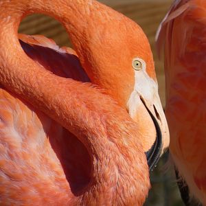 Caribbean Flamingos at the Greensboro Science Center