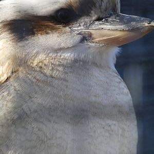 Kookabur at the Greensboro Science Center